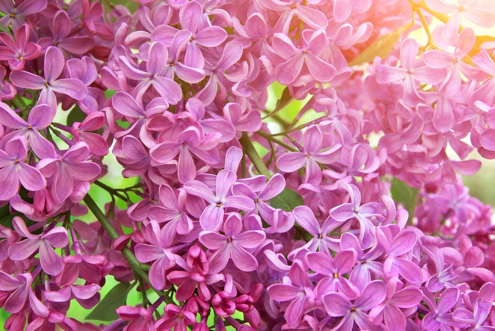 Early Pink Lilac Seeds for Planting | 100 Seeds | Stunning Pink Lilac is Prized for Bonsai or in the Garden and is an Early Bloomer