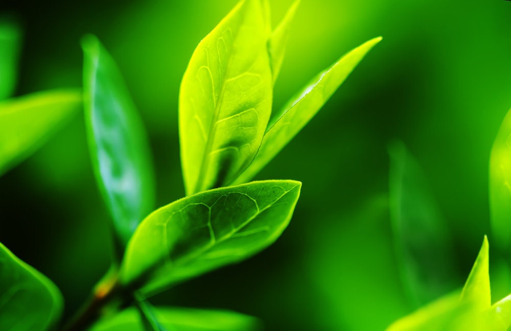 Tea Tree Seeds for Planting - Camellia Sinensis Herb Seeds - Made in USA, Ships from Iowa