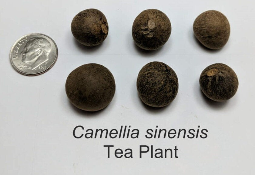 Tea Tree Seeds for Planting - 6 Seeds of Camellia Sinensis Herb Seeds - Made in USA, Ships from Iowa