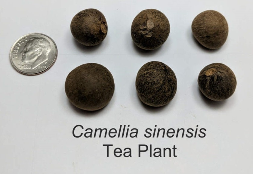 Tea Tree Seeds for Planting - Camellia Sinensis Herb Seeds - Made in USA, Ships from Iowa