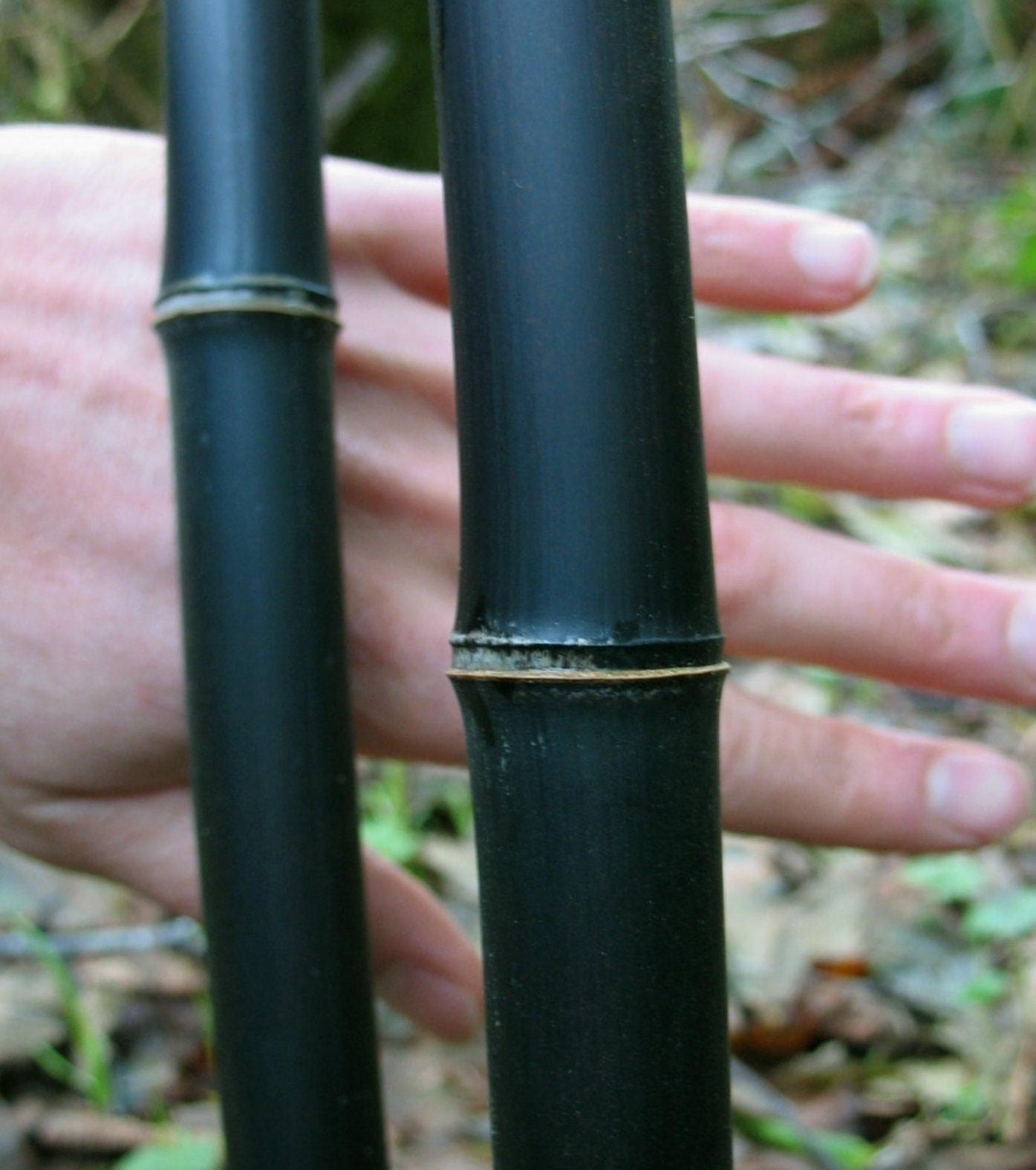 Black Bamboo Seeds for Planting - 300+ Seeds - Grow Black Bamboo, Privacy Screen, Good for Environment - Ships from Iowa