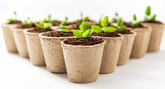 3 Inch Starter Pots - 50 Pack of Biodegradable Containers - Herbs, Trees, Vegetables, Bonsai, Fruit Seedling Starter Pots