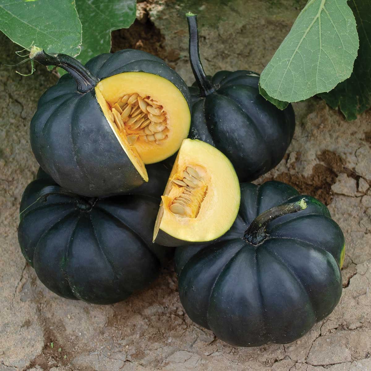 Black Pumpkin Seeds for Planting - 10 Seeds, Made in USA