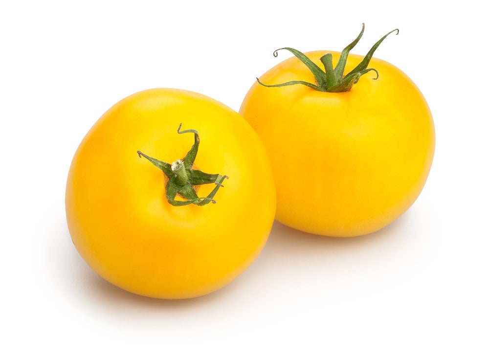 Yellow Tomato Seeds for Planting - 100+ Seeds, Made in USA - Grow Sunny Boy Tomatos