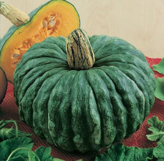 Marina di Chioggia Winter Squash Seeds - 10 Seeds to Grow - Rare and Amazing Squash