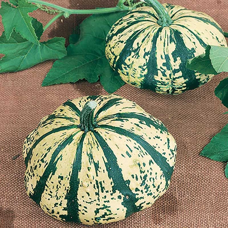 Partial Eclipse Summer Squash Seeds | 10 Seeds Packet | Grow Colorful Mini Pumpkins