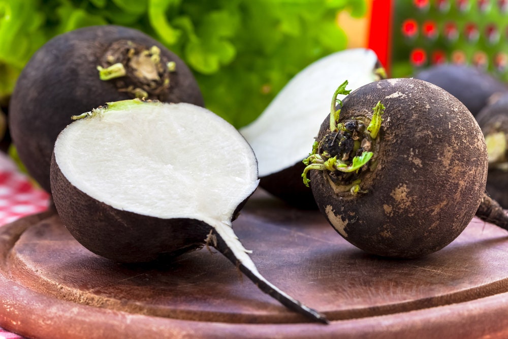 Black Spanish Radish Seeds for Planting - 100+ Seeds - Rare Garden Vegetable Seeds