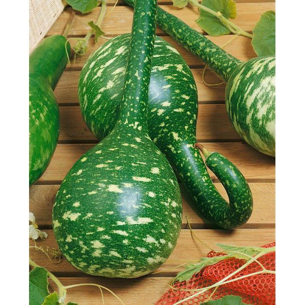 Long Handle Dipper Gourd Seeds for Planting - 20 Seeds