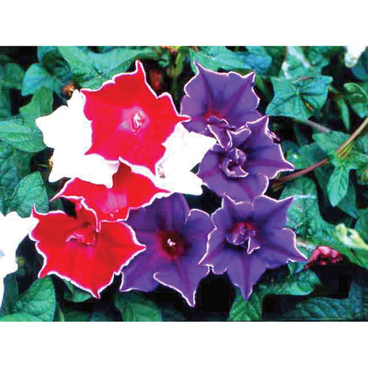 Kikyo-Zaki Mix Morning Glory Seeds - 30 Seeds for Planting