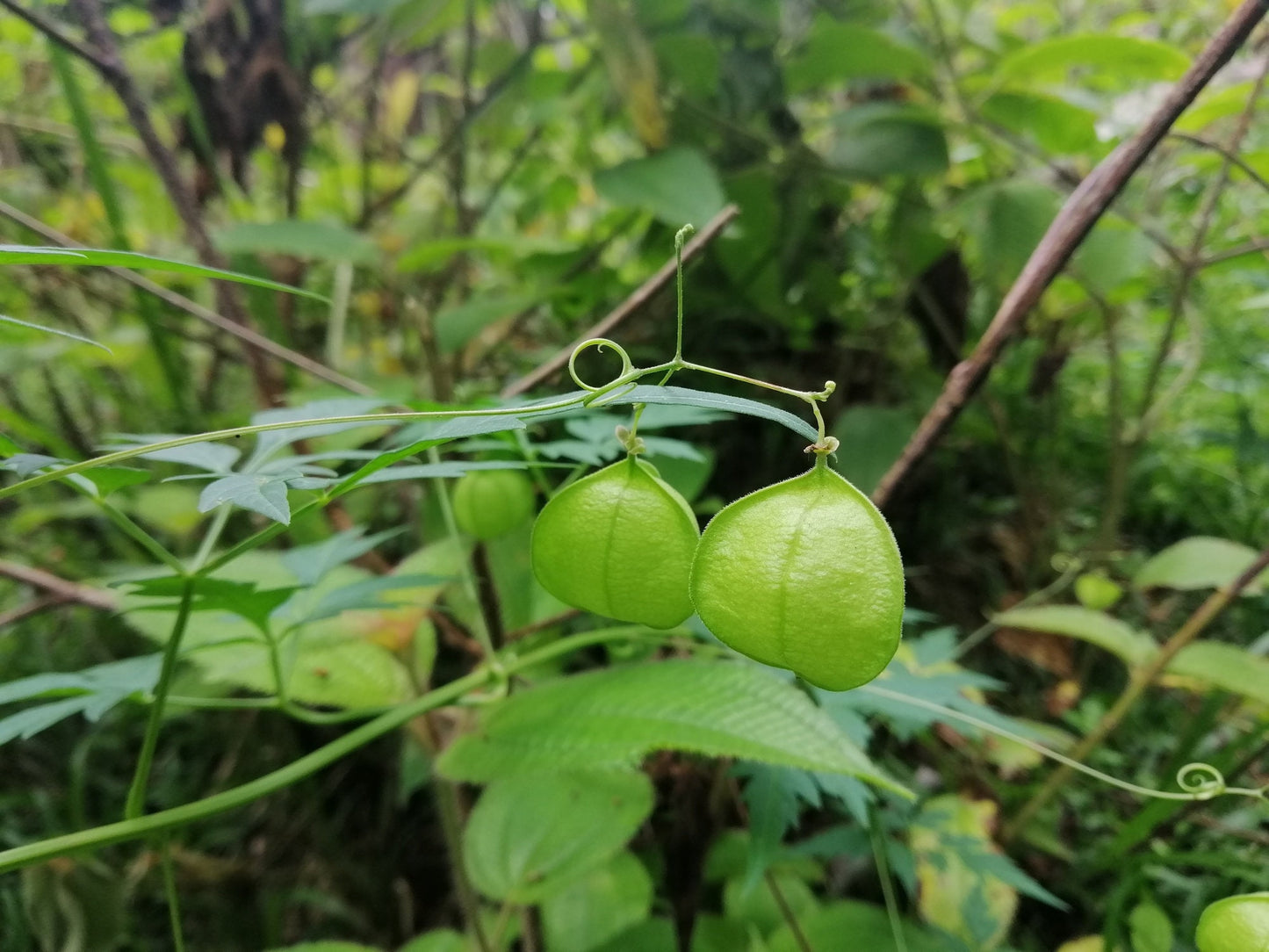 Love in The Puff Vine Seeds for Planting - 25 Seeds - Grow Unique Balloon Vine Plants