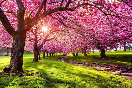 25 Japanese Flowering Cherry Blossom Tree Seeds - Stunning Pink Blooming Tree