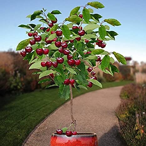 Dwarf Cherry Bonsai Tree Seeds - 50 Seeds - Ships from Iowa, USA