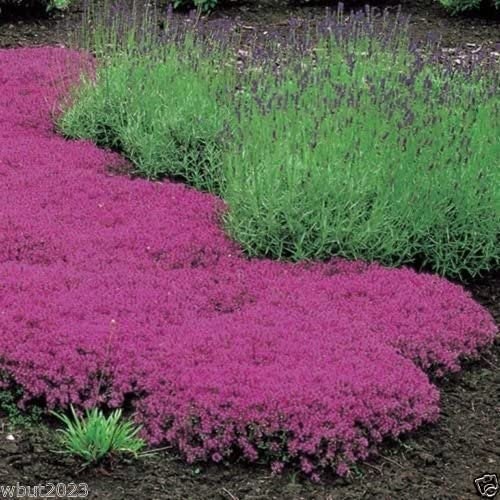 Creeping Thyme Seeds - 500+ Seeds - Amazing Ground Cover, Like an Aromatic Land Carpet