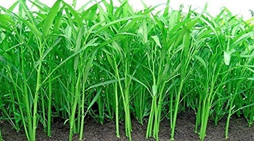 250+ Seeds Ong Choy - Hat Rau Muong Vietnam Xin CAI Ong Choi Kang Kong