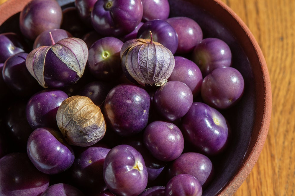 Rare Purple Coban Tomatillo Seeds | 100+ Seeds | 1in. Fruits | Exotic Garden Fruit Seeds for Planting | Made in USA, Ships from Iowa