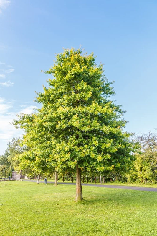 Pin Oak Tree Seeds for Planting | 5 Seeds | Highly Prized for Landscaping or Bonsai Tree - 5 Seeds