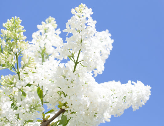 White Lilac Seeds for Planting | 50 Seeds | Stunning White Lilac is Prized for Bonsai or in the Garden