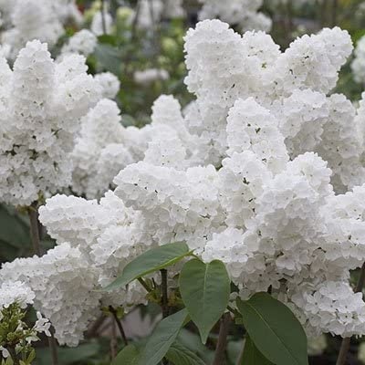 White Lilac Seeds for Planting | 100 Seeds | Stunning White Lilac is Prized for Bonsai or in the Garden