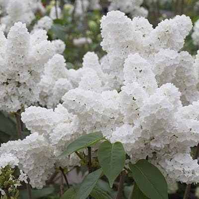 White Lilac Seeds for Planting | 50 Seeds | Stunning White Lilac is Prized for Bonsai or in the Garden