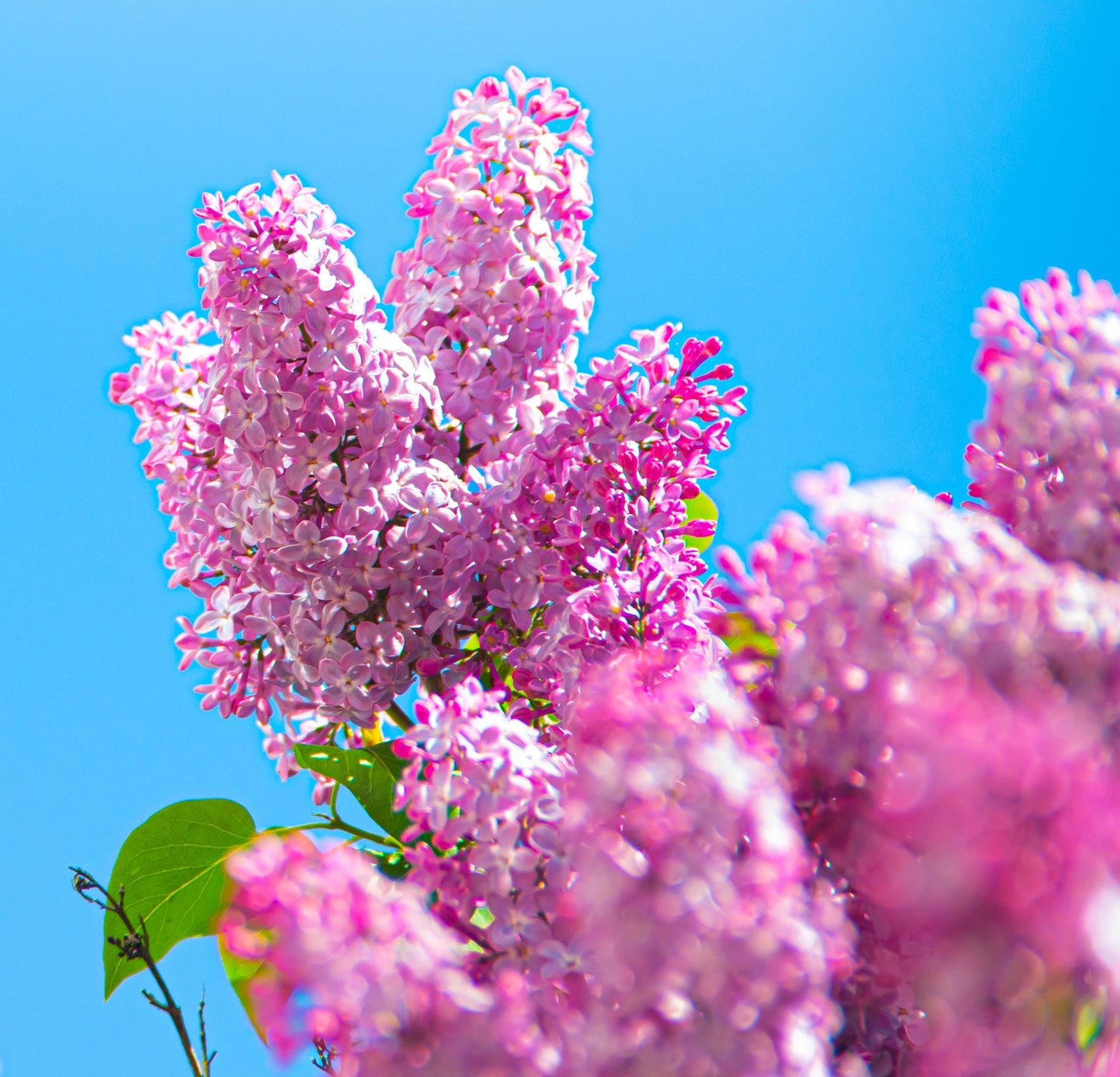 Early Pink Lilac Seeds for Planting | 100 Seeds | Stunning Pink Lilac is Prized for Bonsai or in the Garden and is an Early Bloomer