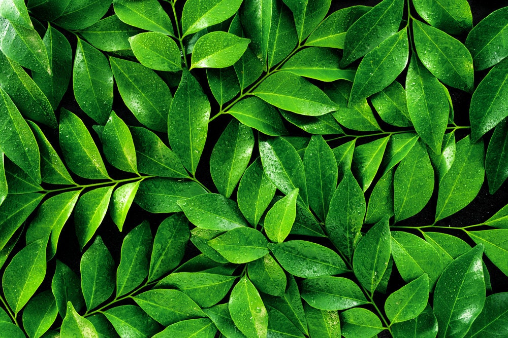 Tea Tree Seeds for Planting - Camellia Sinensis Herb Seeds - Made in USA, Ships from Iowa