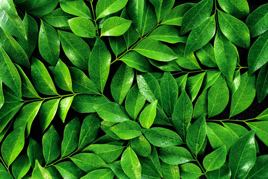 Tea Tree Seeds for Planting - Camellia Sinensis Herb Seeds - Made in USA, Ships from Iowa
