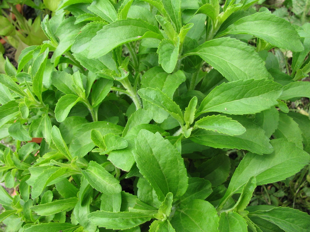 Stevia Sweetleaf Herb Plant Seeds I 250 Seeds I Natural Stevia Seeds for Planting I Non-GMO Heirloom Seeds