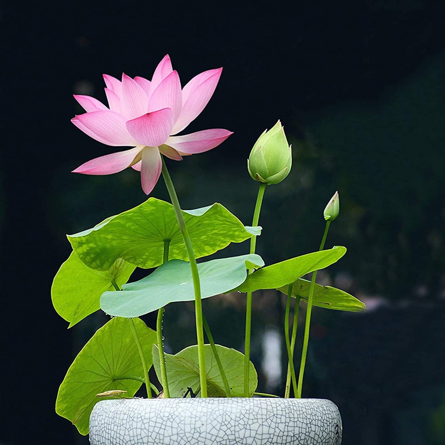 Lotus Flower Seeds - Water Lily - Grow in a Bowl, Koi Pond, Outdoor Ponds, Grow in a Bowl as Bonsai - Stunning Water Feature