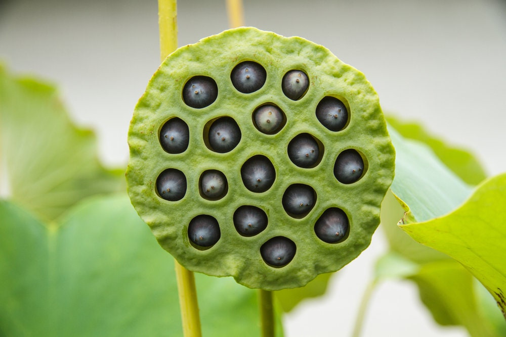 Lotus Flower Seeds - Water Lily - Grow in a Bowl, Koi Pond, Outdoor Ponds, Grow in a Bowl as Bonsai - Stunning Water Feature