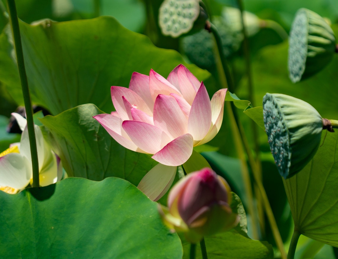 Lotus Flower Seeds - Water Lily - Grow in a Bowl, Koi Pond, Outdoor Ponds, Grow in a Bowl as Bonsai - Stunning Water Feature