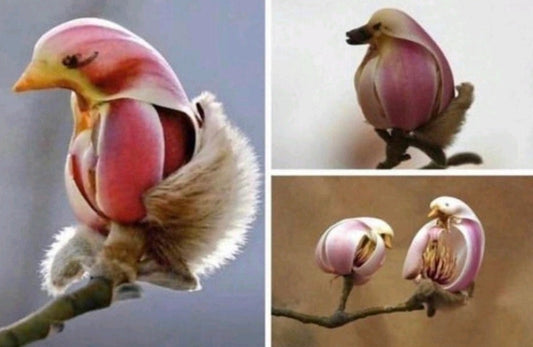 Yulan Magnolia Tree Seeds - 5 Seeds to Grow - Spring Buds Look Like Pink Birds - Stunning, Ships from Iowa, USA