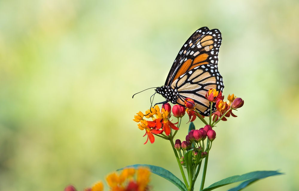 250 Tropical Milkweed Seeds - Food and Host Plant for Monarch Butterflies