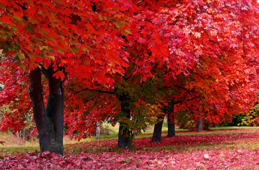 30 Red Maple Tree Seeds for Planting - Popular Landscaping and Shade Tree, or Bonsai