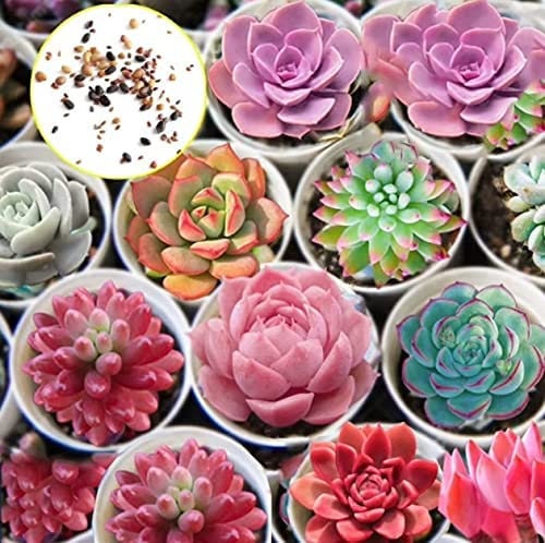 Hens and Chicks Cactus Succulent Seeds - Easy to Grow, Ships from Iowa, USA