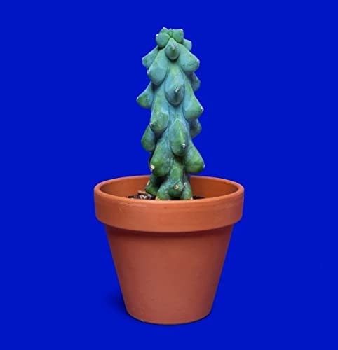 succulent titties 30 Boob Cactus Seeds - Myrtillocactus geometrizans