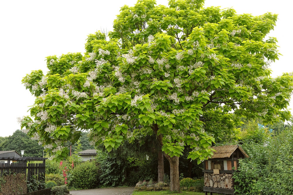 Catalpa Tree Seeds for Planting - 50 Seeds to Grow - Stunning Flowers, Large Leaves, and Bean Like Seed Pods