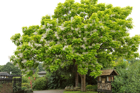 Catalpa Tree Seeds for Planting - 100 Seeds to Grow - Stunning Flowers, Large Leaves, and Bean Like Seed Pods