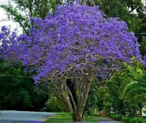 100 Blue Jacaranda Tree Seeds (Jacaranda mimosifolia)