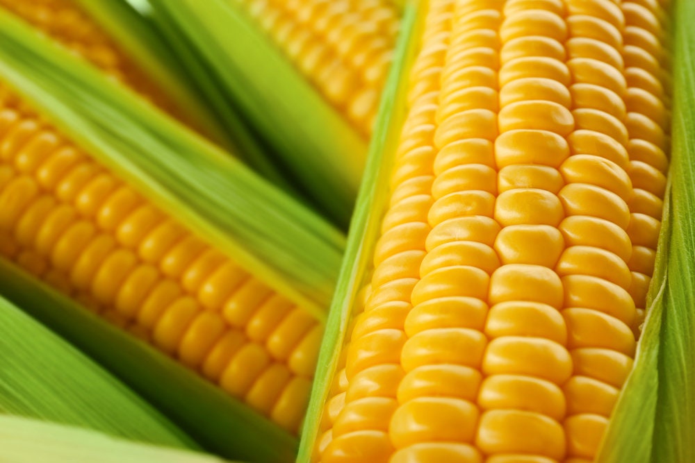 Sweet Corn Seeds for Planting - 100+ Seeds - Hybrid "Incredible Corn"