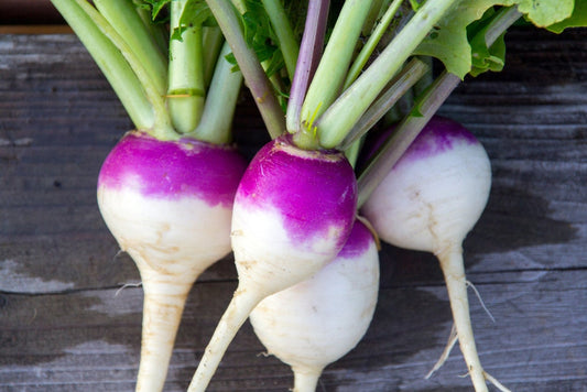 Purple Top Turnip Seeds for Planting - 1,000+ Seeds for Growing - Made in USA