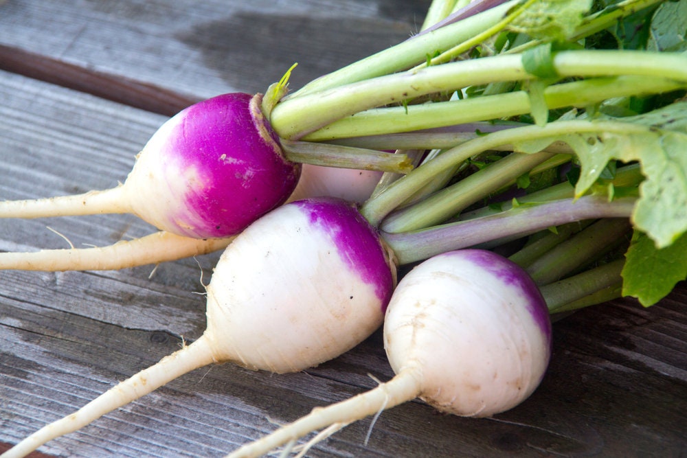 Purple Top Turnip Seeds for Planting - 500+ Seeds for Growing - Made in USA