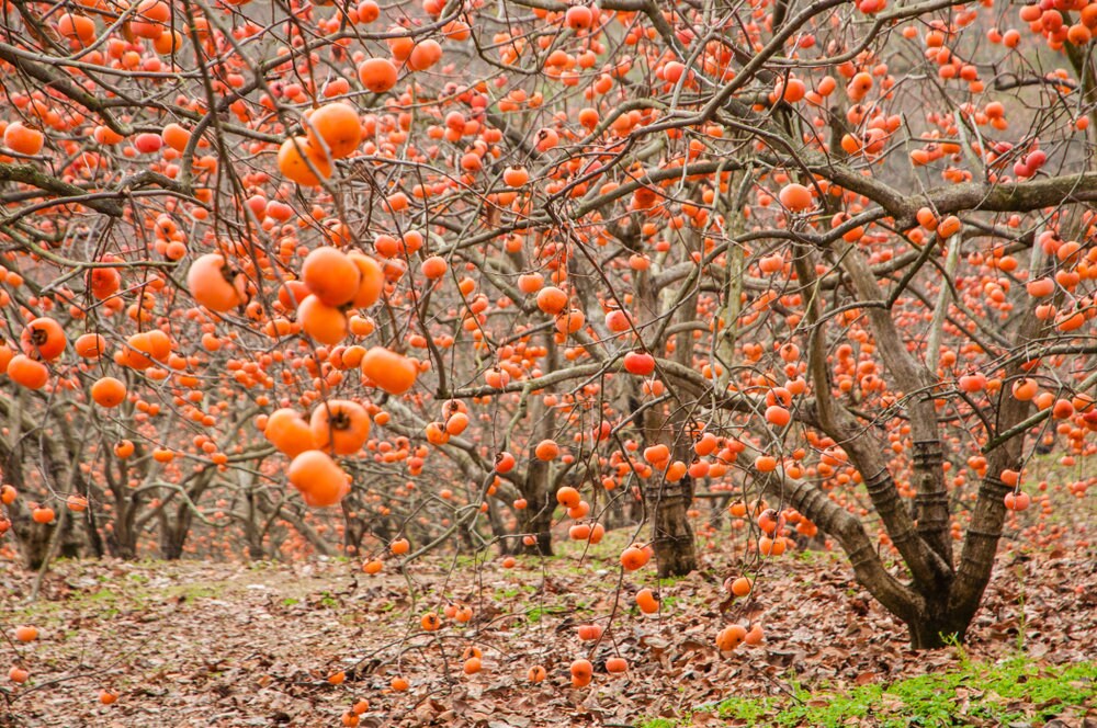 10 Persimmion Tree Seeds for Planting - Ships from Iowa.