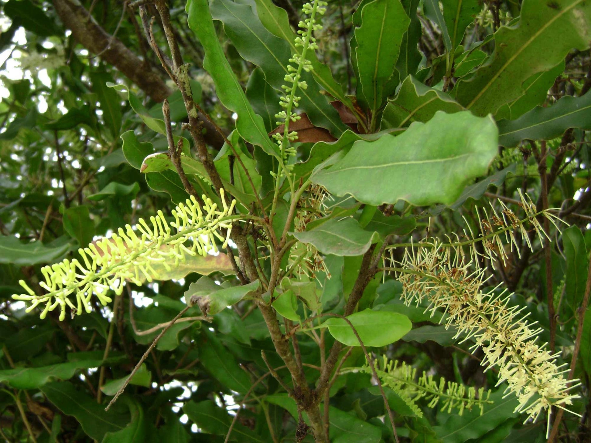 macadamia nut plant seed 5 Macadamia Nut Tree Seeds - Macadamia integrifolia