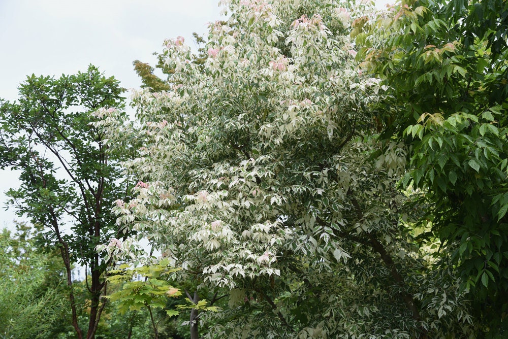 Boxelder Maple Tree Seeds for Planting - 30 Seeds -Acer negundo - Ships from Iowa, USA