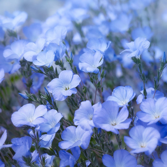 500+ Sky Blue Flax Flower Seeds - Made in USA - Easy to Grow Perennial Wildflower