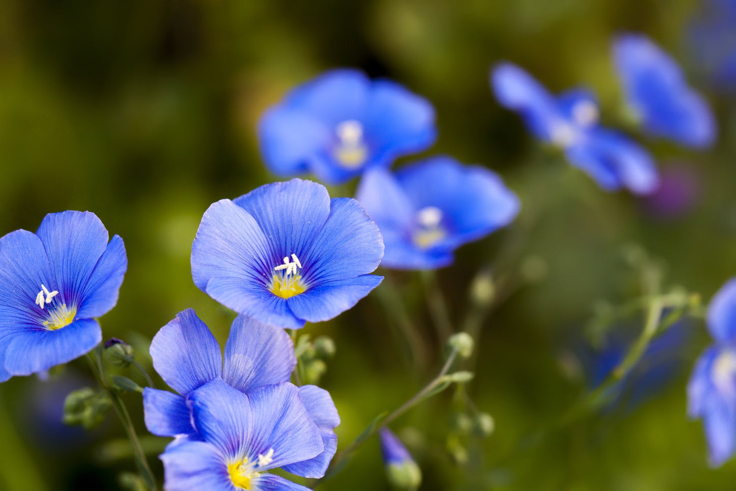 500+ Sky Blue Flax Flower Seeds - Made in USA - Easy to Grow Perennial Wildflower