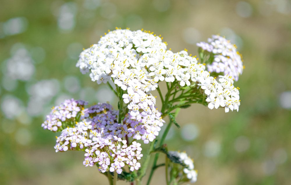 White Yarrow Western Flower Seeds, 1000 Seeds Per Packet, Botanical Name: Achillea millefolium