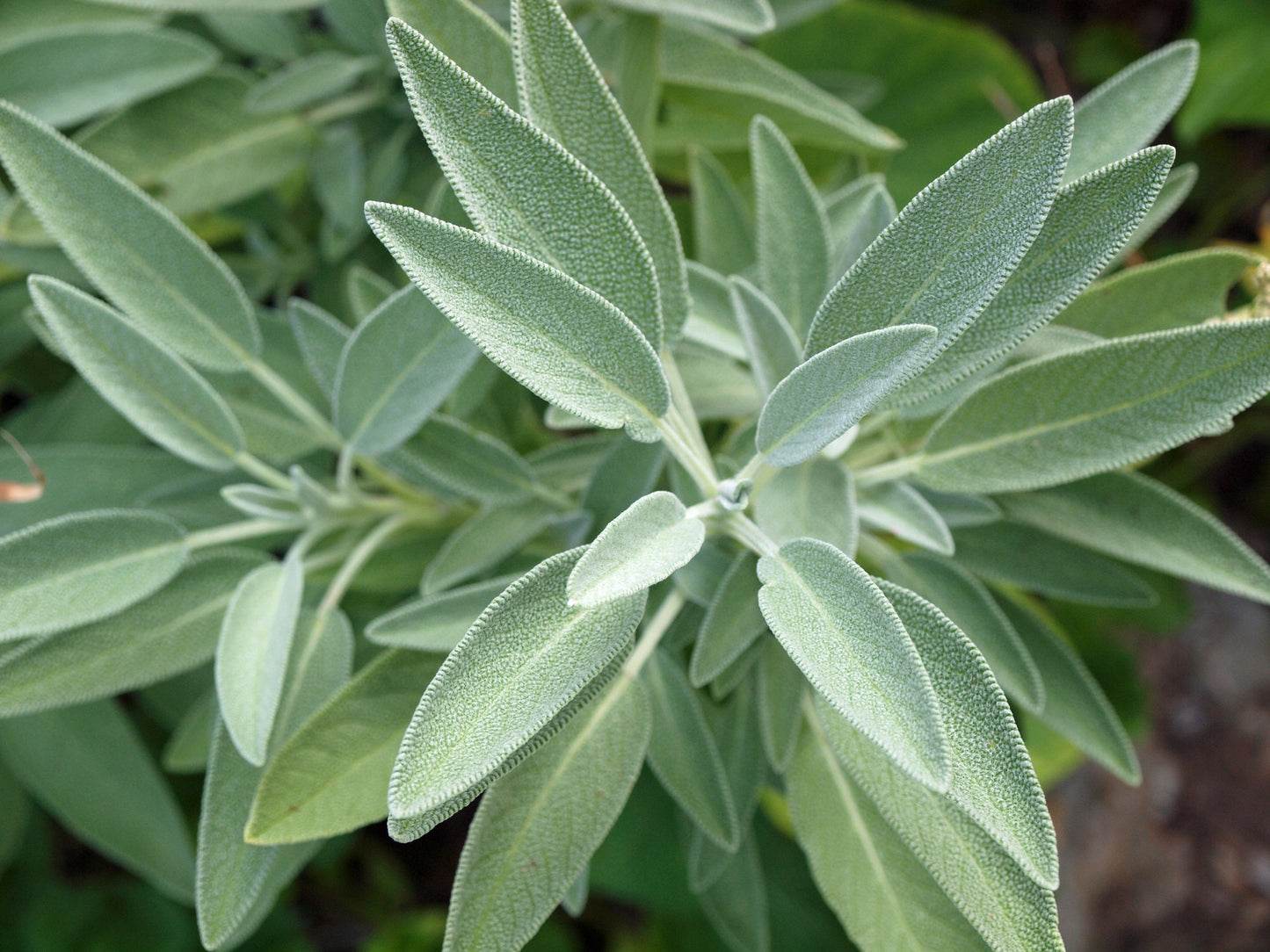 250+ Broadleaf Sage Seeds for Planting - Made in USA - Easy Growing Perennial Herb