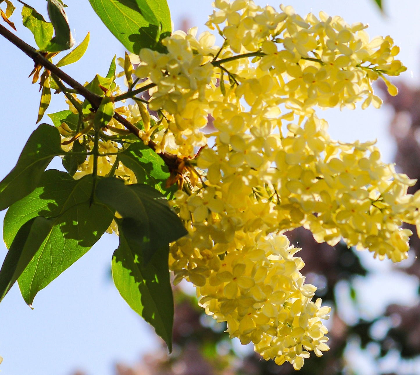 Yellow Lilac Seeds for Planting | 50+ Seeds | Stunning Yellow Japanese Lilac is Prized for Bonsai or in the Garden