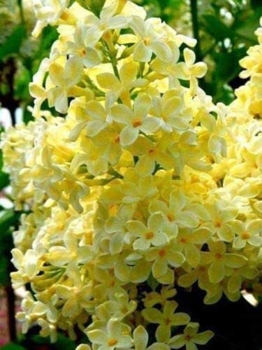 Yellow Lilac Seeds for Planting | 50+ Seeds | Stunning Yellow Japanese Lilac is Prized for Bonsai or in the Garden